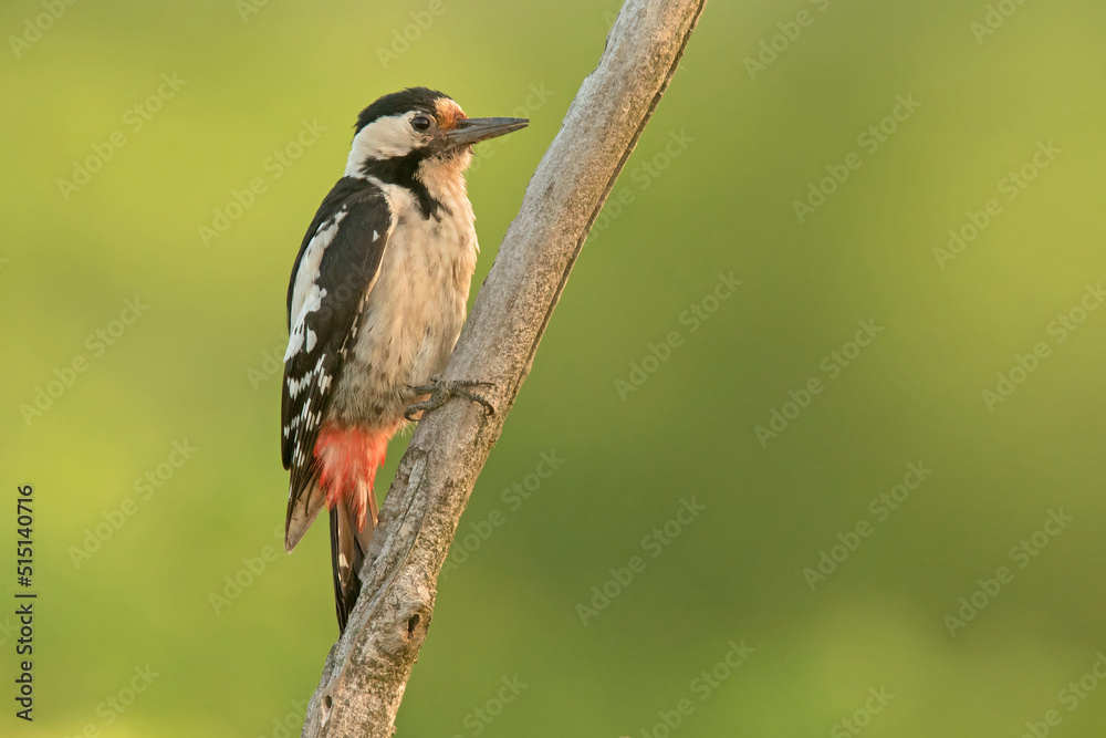 dzięcioł białoszyi, Syrian woodpecker (Dendrocopos syriacus)