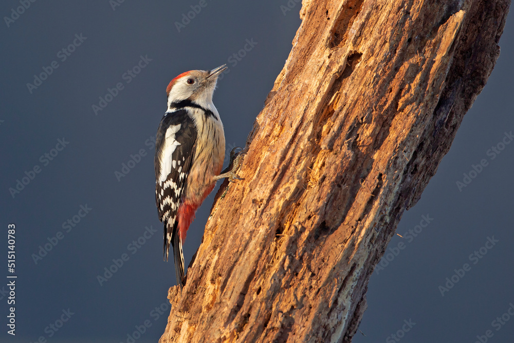 Dzięcioł średni, Middle spotted woodpecker. Dendrocopos medius - obrazy, fototapety, plakaty 