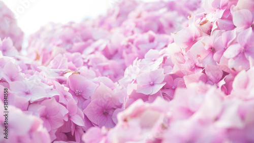 Arbusto de hortensias de pétalos rosas y blancas en jardín
