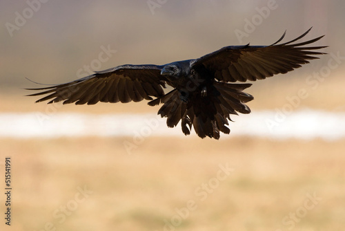 Kruk, Common raven, Corvus corax © Grzegorz