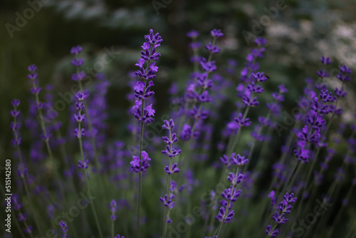 Beautiful purple lavender in the garden. Fragrant French Provence lavender grows and blooms in the garden