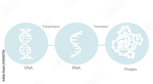 The central dogma of molecular biology (transcription, translation) that show on blue and white icon of DNA, RNA and protein molecule