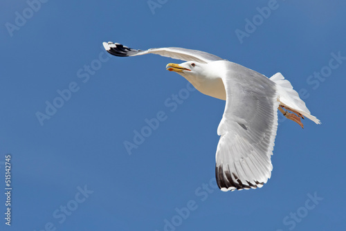 Mewa białogłowa, Caspian gull, Larus cachinnans photo