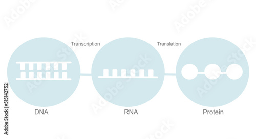 The central dogma of molecular biology that show concept of blue and white icon: DNA, RNA and protein molecule
