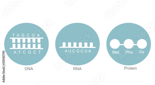 The molecular biology: DNA, RNA and protein molecule that represent the types of nitrogenous bases (ATCG of DNA, AUCG of RNA) and protein (Met, Phe, Gly). Blue and White icon of biological molecule.