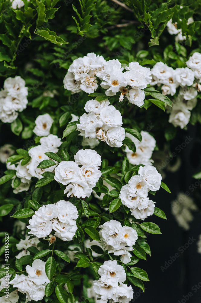 Beautiful curly decorative white roses bloom in the garden close-up. Photography of nature. Beautiful curly decorative white roses bloom in the garden close-up. Photography of nature.