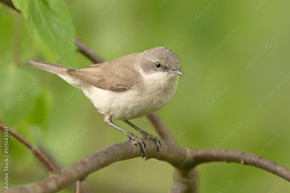 Piegża, Braamsluiper, Lesser Whitethroat, Sylvia curruca Piegża, Braamsluiper, Lesser Whitethroat, Sylvia curruca