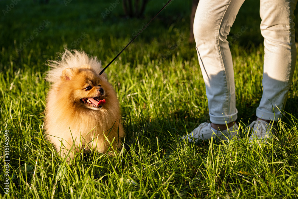 Spitz dog stands on a leash next to the owner's feet