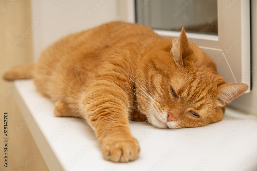lazy ginger cat sleeps on the window