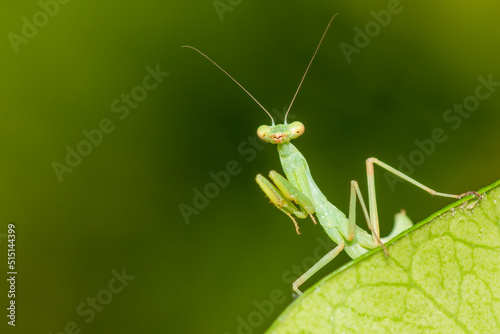 Funny portrait of a green praying mantis. Macro photo.
