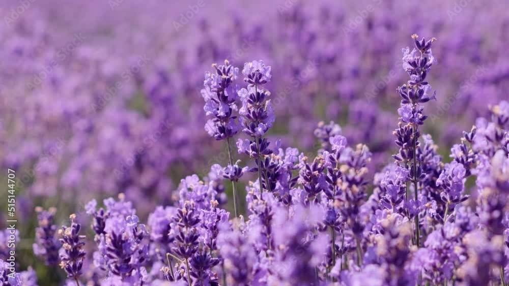Beautiful blooming lavender flowers close up. Lavender violet lavender blossoms with beautiful purple colors and bokeh lights
