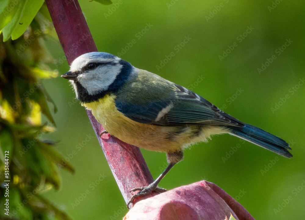 Fototapeta premium blue tit