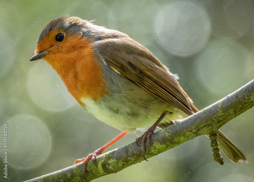 Fototapeta premium robin perched on a branch