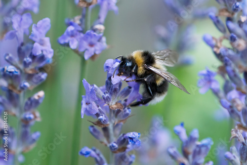 Bumblebee seen from the side nectar on the top of beautiful lavender flowers © JGade