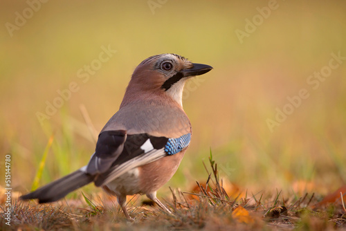 sójka, Eurasian jay,. Garrulus glandarius