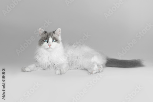 Foto A thoroughbred beautiful cat lies on a gray background like a lion and looks into the camera