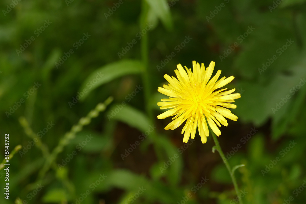 yellow flower dandelion,dandelion flower,medical yellow dandelion herb, yellow flower dandelion,dandelion flower,medical yellow dandelion herb,