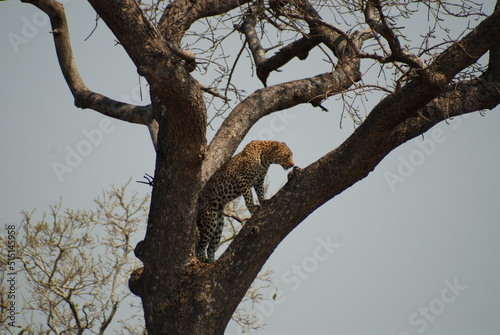Leopard in a tree Kruger Park