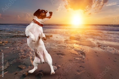 Fototapeta Naklejka Na Ścianę i Meble -  Happy young dog playing in the sea