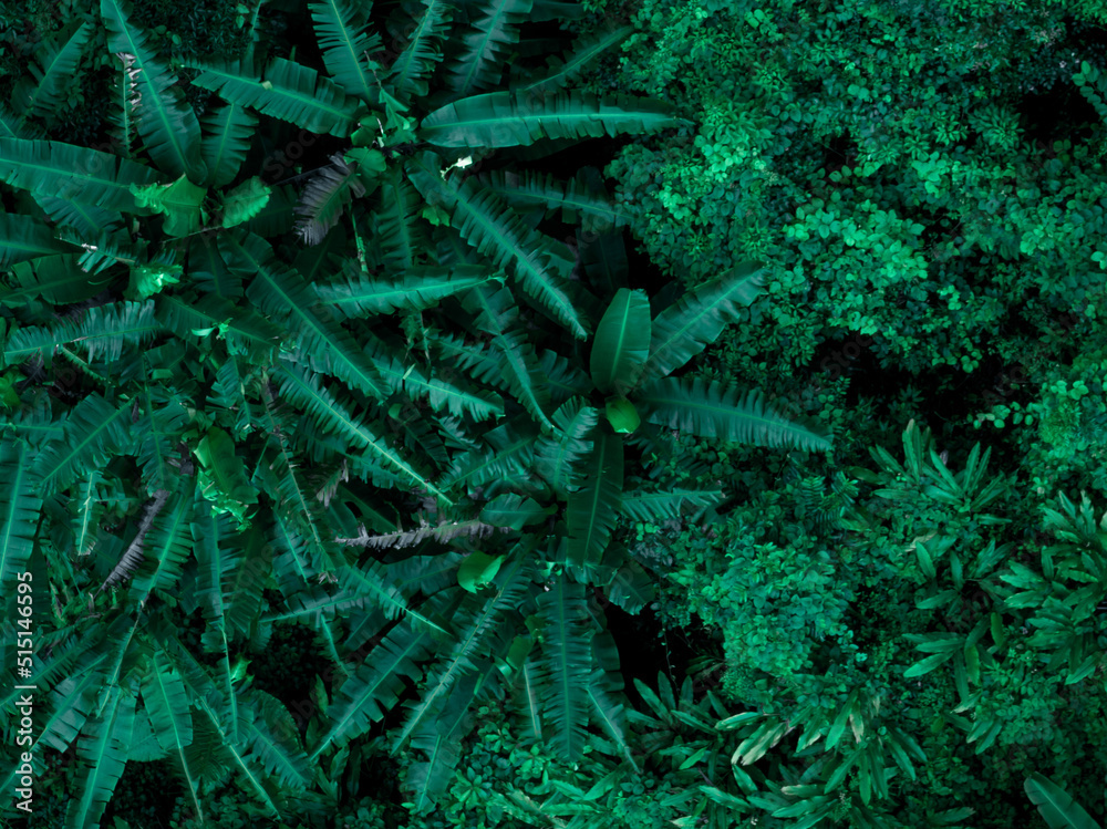 Aerial view of beautiful tropical forest mountain landscape