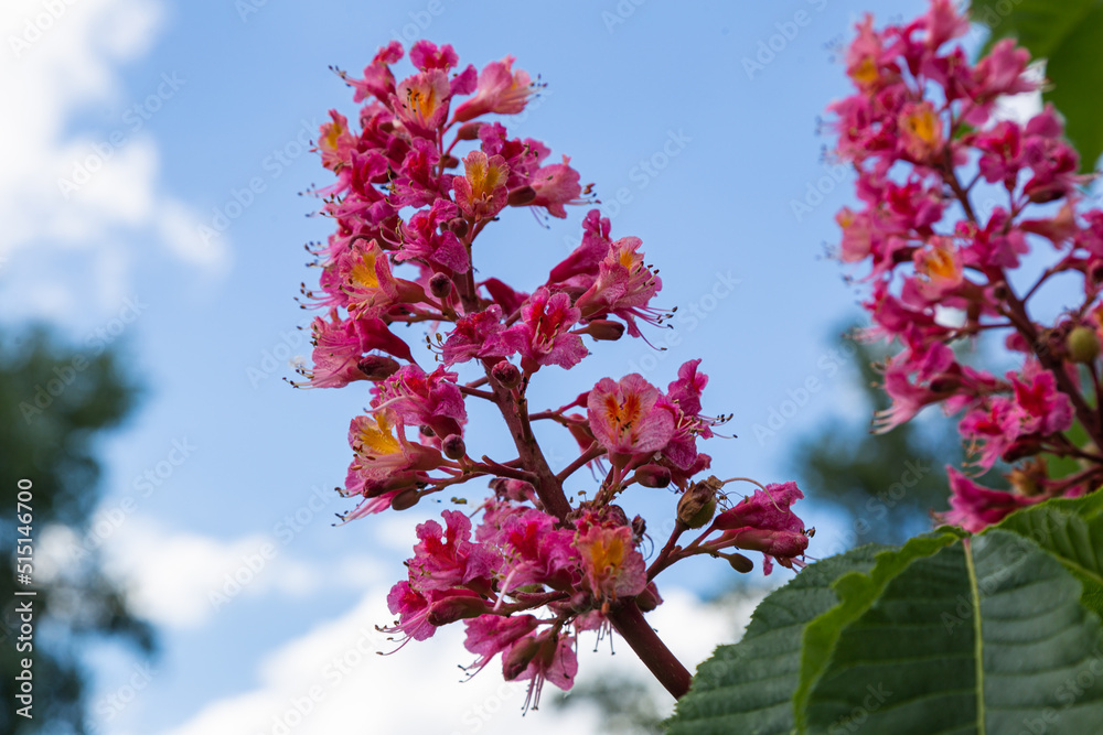 Flowering trees. Red horse chestnut flowers in spring. Close-up. Carnea Aesculus, hybrid of Aesculus hippocastanum, Aesculus pavia.