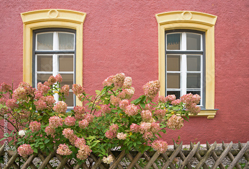 mediterranean house facade  yellow framed windows and pink blooming hydrangea bush
