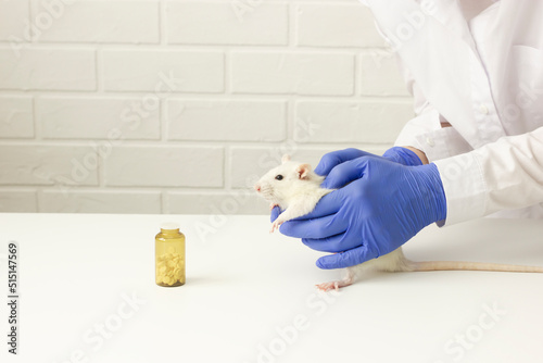 Scientist (vet) holds white rat, dark brown bottle with medicine (pills) is beside on white table on white background in laboratory, wears gloves, white robe. Horizontal plane, copy space. photo