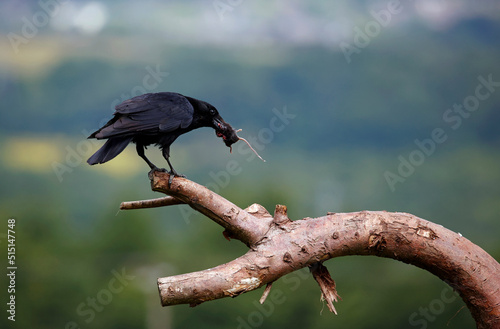 Carrion crow on a branch with a mouse