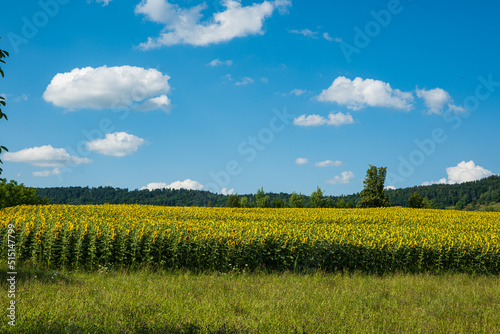 Blooming Sunflower field in Switzerland Europe. Close up shot, no people, sunny blue sky and white puffy clouds