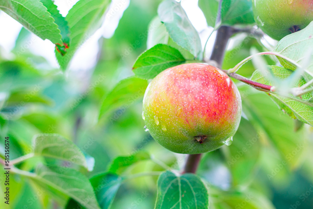 A green apple with a red side ripens on an apple tree branch. Growing fruits in the garden