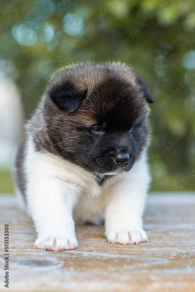 Monthly puppies of the American akita. American akita cute puppy outside in the sunlight. Cute small puppy Monthly puppies of the American akita. American akita cute puppy outside in the sunlight. Cute small puppy