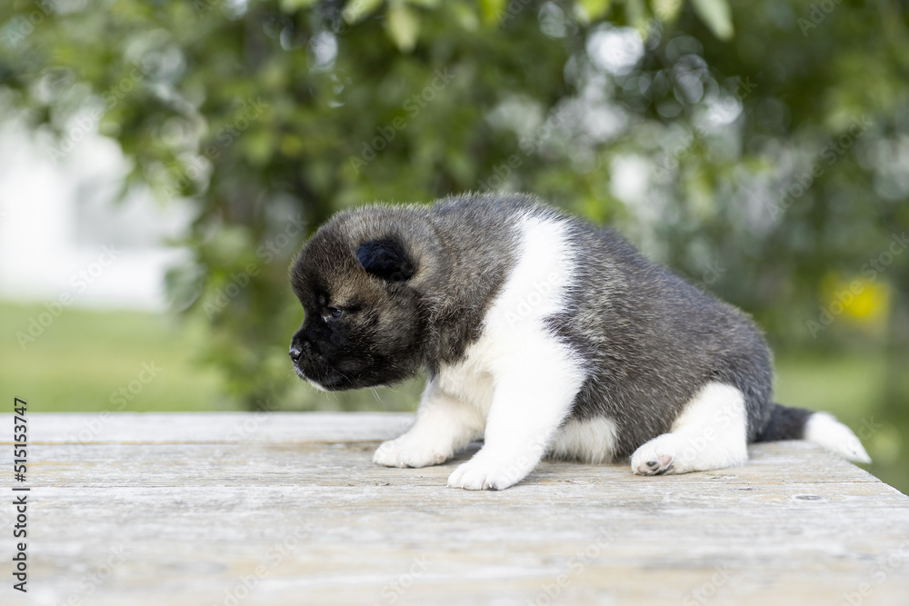 Monthly puppies of the American akita. American akita cute puppy outside in the sunlight. Cute small puppy
