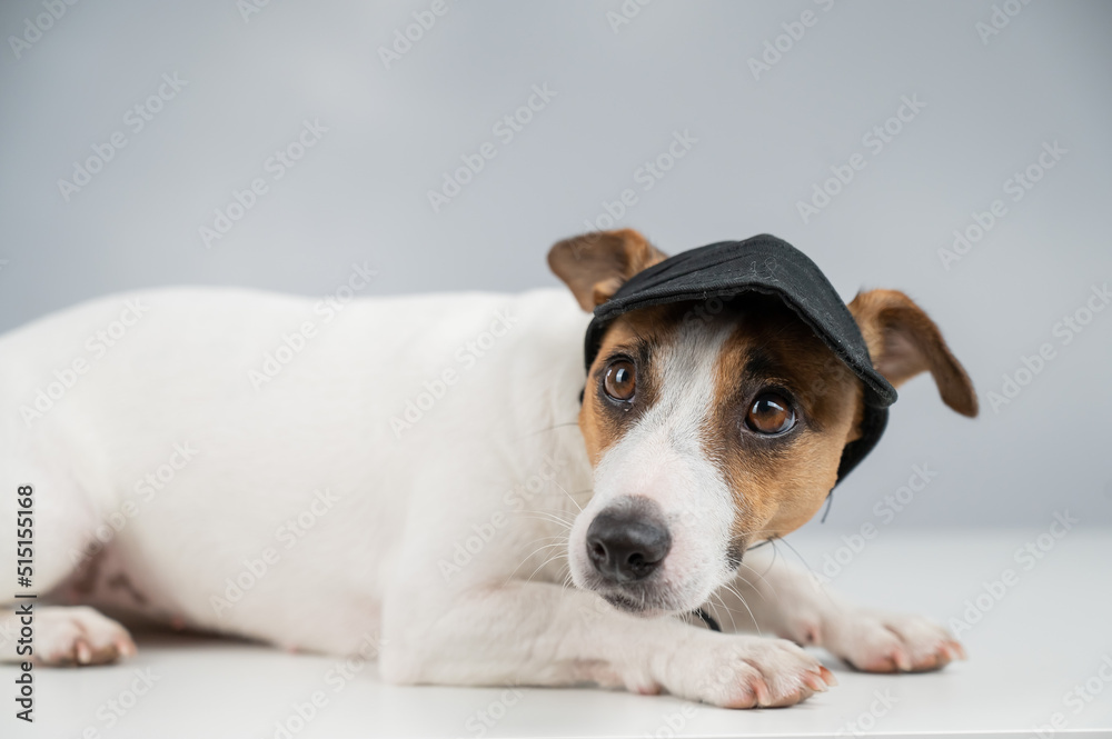 Dog jack russell terrier in a black cap on a white background. 