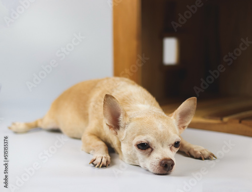sleepy brown  short hair  Chihuahua dog lying down in  front of wooden dog house, isolated on white background.