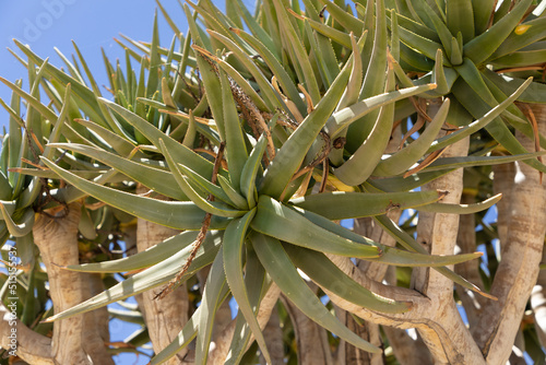 Close up Selective focus on the green aloe leave of the Quiver tree. Scientific name of the tree is Aloidendron dichotomum photo