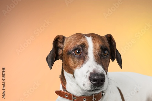 studio shot of a cute dog posing on a background