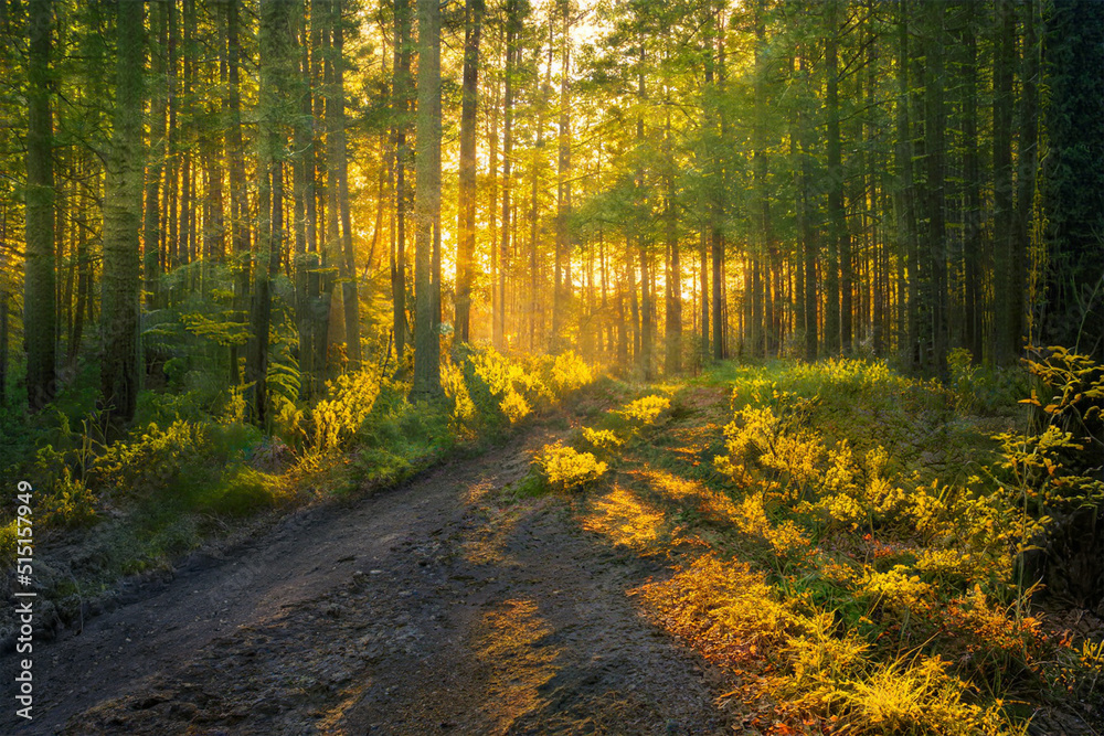 Magical sunset in the forest.