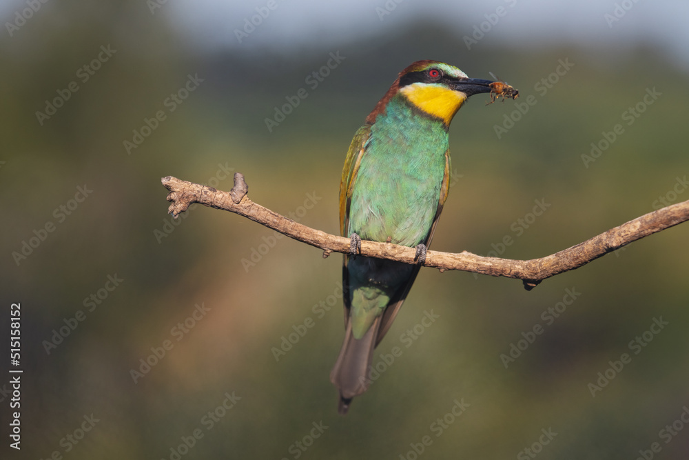 colorful bee-eater bird with fly