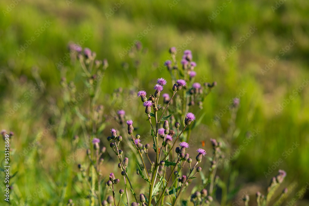 Fototapeta premium Violet outdoor flowers with green blurred background illuminated by warm summer sunset light. close up.