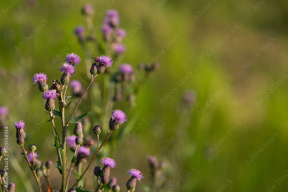 Violet outdoor flowers with green blurred background illuminated by warm summer sunset light. close up.