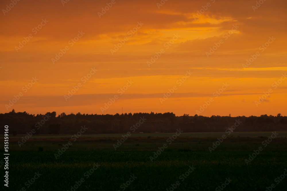 dramatic red sunset colors in the sky above trees and fields. summer sunset in latvia
