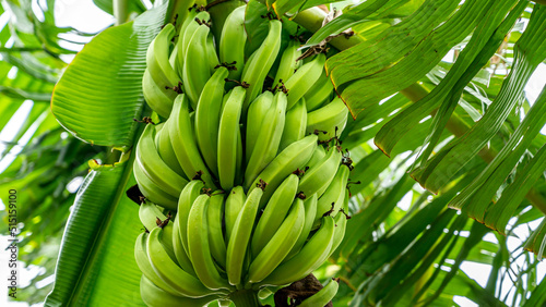 Changalikodan Nendran Banana or famously known as Changalikodan is a banana variety originated and cultivated in Chengazhikodu village of Thrissur District in Kerala state of India. photo