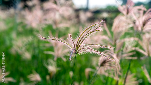 Eleusine indica, the Indian goosegrass, yard-grass, goosegrass, wiregrass, or crowfootgrass, is a species of grass in the family Poaceae. photo