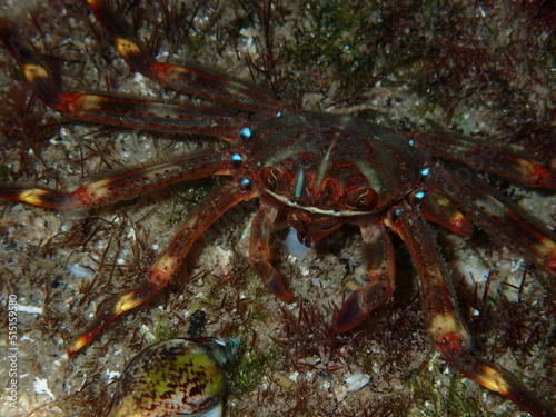 Percnon gibbesi, urchin crab or nimble spray crab, Costa Blanca, Spain