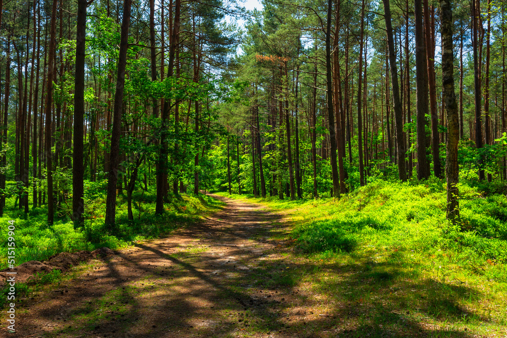 Beautiful scenery of a sunny forest at summer, Poland
