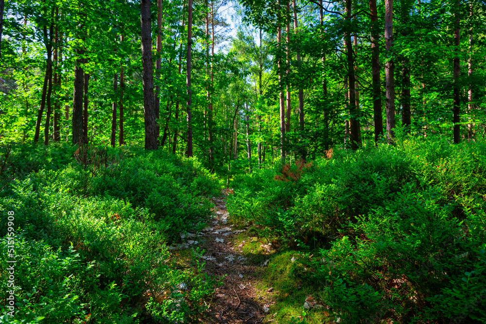 Beautiful scenery of a sunny forest at summer, Poland Beautiful scenery of a sunny forest at summer, Poland