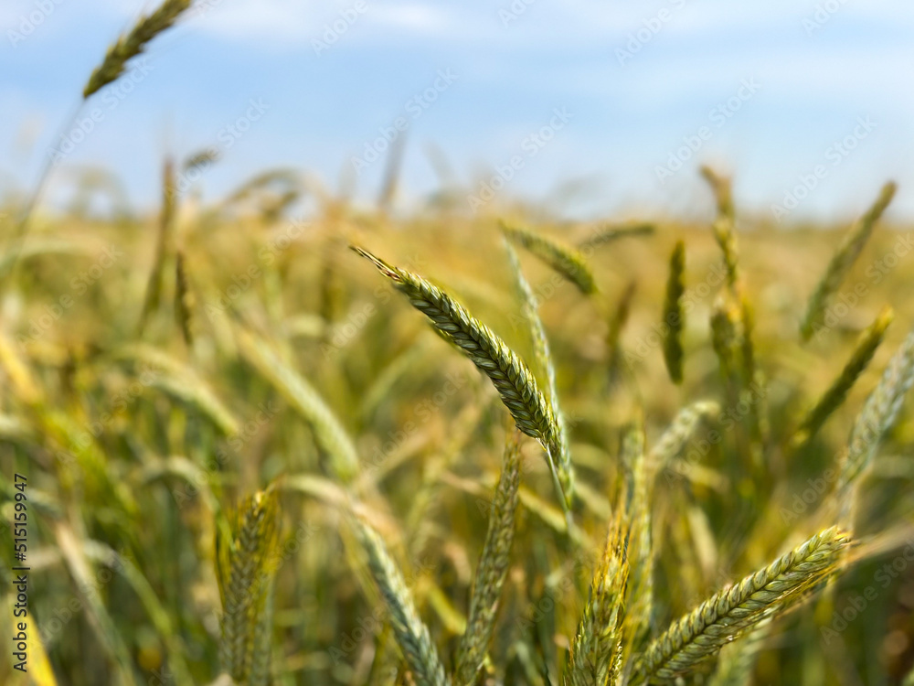 Obraz premium Background of a beautiful field with ripening rye. Rye close-up with copyspace
