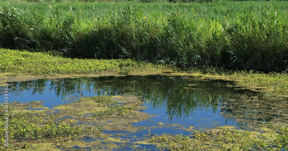 Ludwigia (primrose-willow, water-purslane, or water-primrose) in the Camargue, France Ludwigia (primrose-willow, water-purslane, or water-primrose) in the Camargue, France