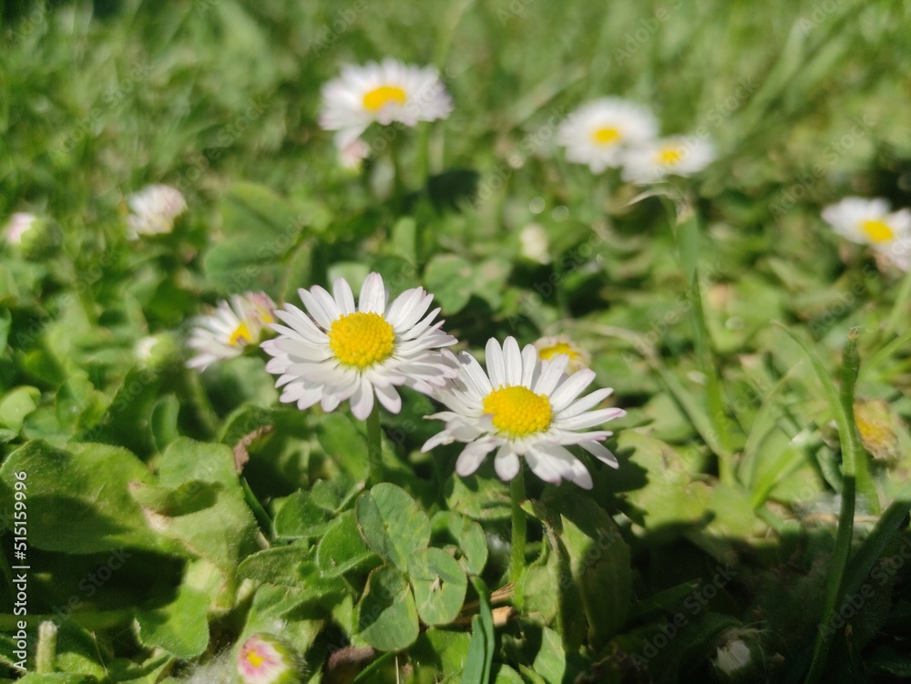 flowers in the field during spring. environment concept. summer start concept. outdoor lifestyle flowers in the field during spring. environment concept. summer start concept. outdoor lifestyle