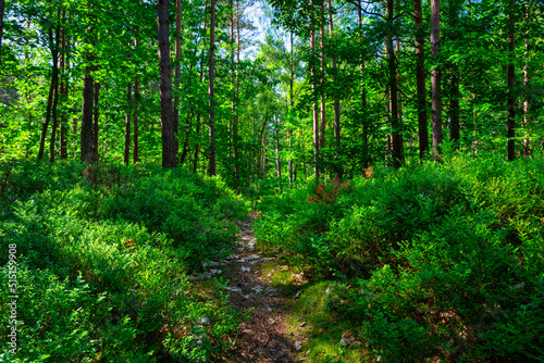 Beautiful scenery of a sunny forest at summer  Poland